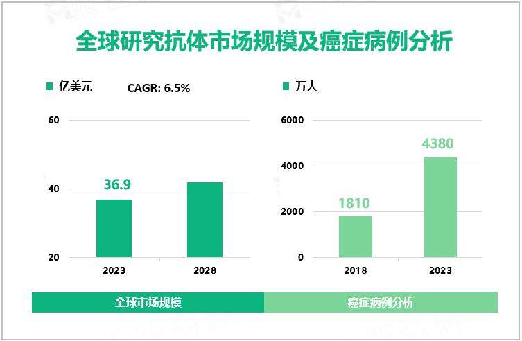 2023年全球研究抗体市场规模达36.9亿美元，北美引领市场发展
